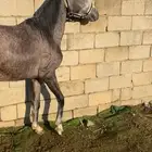 فرس مشاء الله