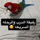 مكاو قرين وينق انثى اليف جناح كامل