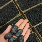 عجوة المدينة انتاج هاذه السنه