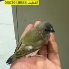 قولدن فنش