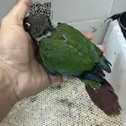 فرخ كنيور قرين شيك