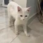 قط للتبني ذكر 6 شهور