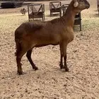 شاه سواكنيه