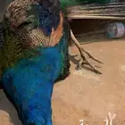 لهواه التحنيط فقط