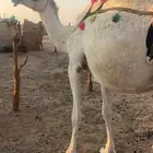 خلفه وضحاء مصغر سنها ثنيه