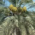 نخل خلاص ( ثمره )