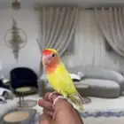 فاخر من الآخر ((روز هدد نشبه ))