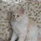 قط شيرازي للتبني