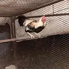 ديك باكستاني شرط من كل شي