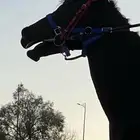 حصان شعبي كفو