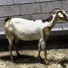 بسم الله ماشاءالله اعرض لكم شاه صحتها ماشاءالله حليب.