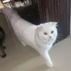 قطط للبيع