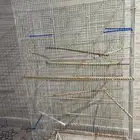 مطير طيور