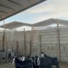 تيوس عوارض
