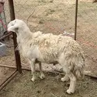 خروف حري