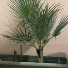 نخل واشنطني للبيع