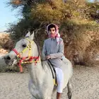 حصان شعبي