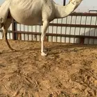 لقحة وضحاء أم ثالث