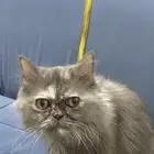 قطه للتبني