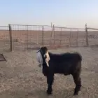تيس عارضي