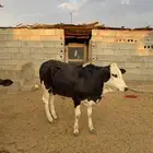 حسلان للبيع
