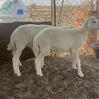 خروفين للبيع