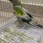 البيع دره غير اليف