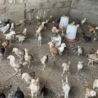 صوص صيصان فروخ دجاج بلدي 200