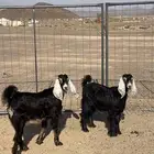 جفار عوارض