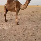 خلفه صفراء تحتها قعود