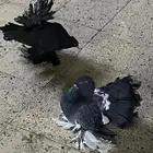 حمام رقاص للبيع