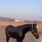 حصان انقليزي للبيع هادي