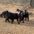 معزا للبيع