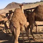 لبيع.