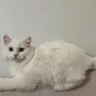 قطه شيرازيه