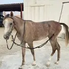 حصان معسوف العمر سنتين وسبه شهور الموقع القنفذة-بني عيسي