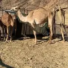 قعود جذاع يصلح قليصه او  ركبي