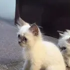 قطة كيتن همالايا للبيع