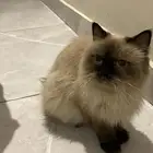 قطه هملايا للبيع
