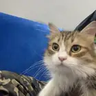قط شيرازي للتبني