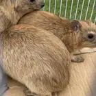 وبران برية نجدية