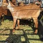 تيوس كفو فل فل شحم