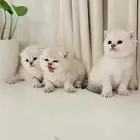 قطط