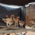 دجاج بلدي للبيع