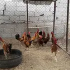 دجاج بلدي