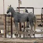 حصان قدره و تحمل