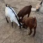 ثلاث تيوس للبيع