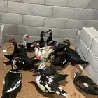 للبيع ذكور بح