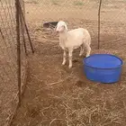 رخله للبيع