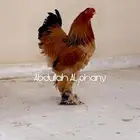 براهما بوف مستويات صعبة